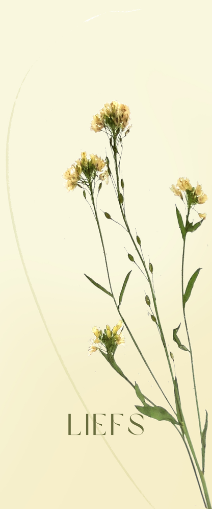 Fier Weideblik - 5x12cm