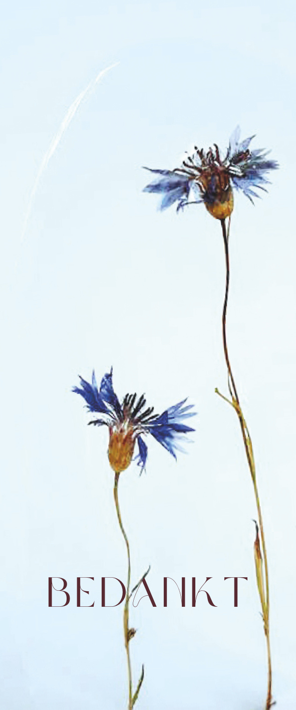 Fier Weideblik - 5x12cm