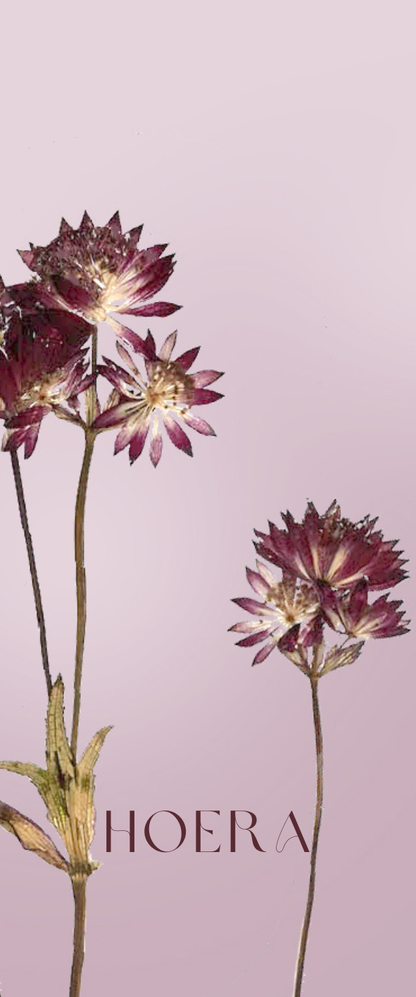 Fier Weideblik - 5x12cm