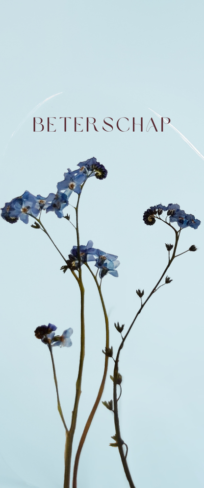 Fier Weideblik - 5x12cm